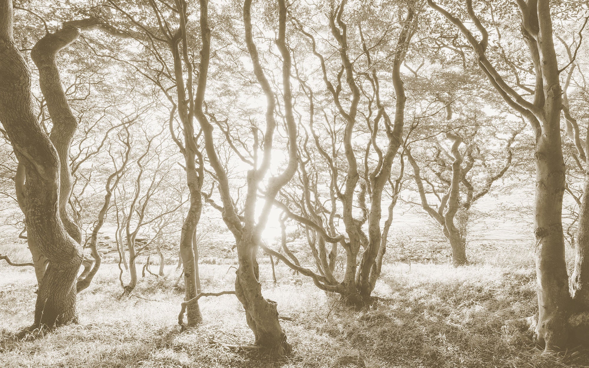 Bleached Birch Mural Wallpaper - Image 2