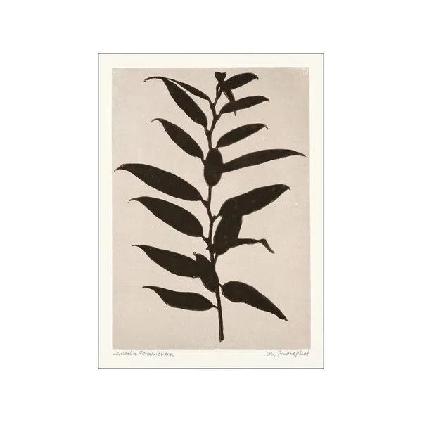 Printed Plant - Leucothoe Fontanesiana Original Artist Poster - Image 2