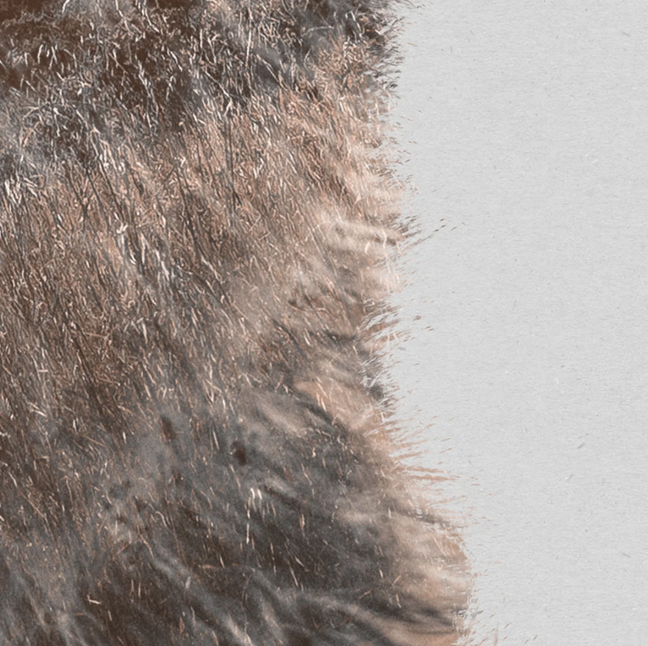 Curious Bear Circle Wallpaper (Self-Adhesive) - Image 8