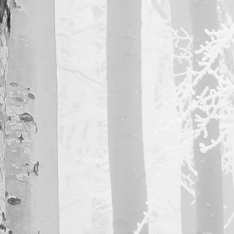 Frozen Forest Mural Wallpaper - Image 7