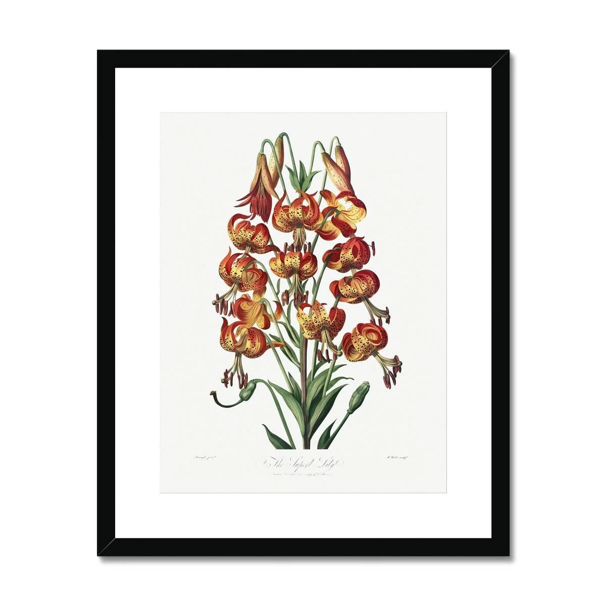 Happy Fuchsia Framed & Mounted Print - Image 2