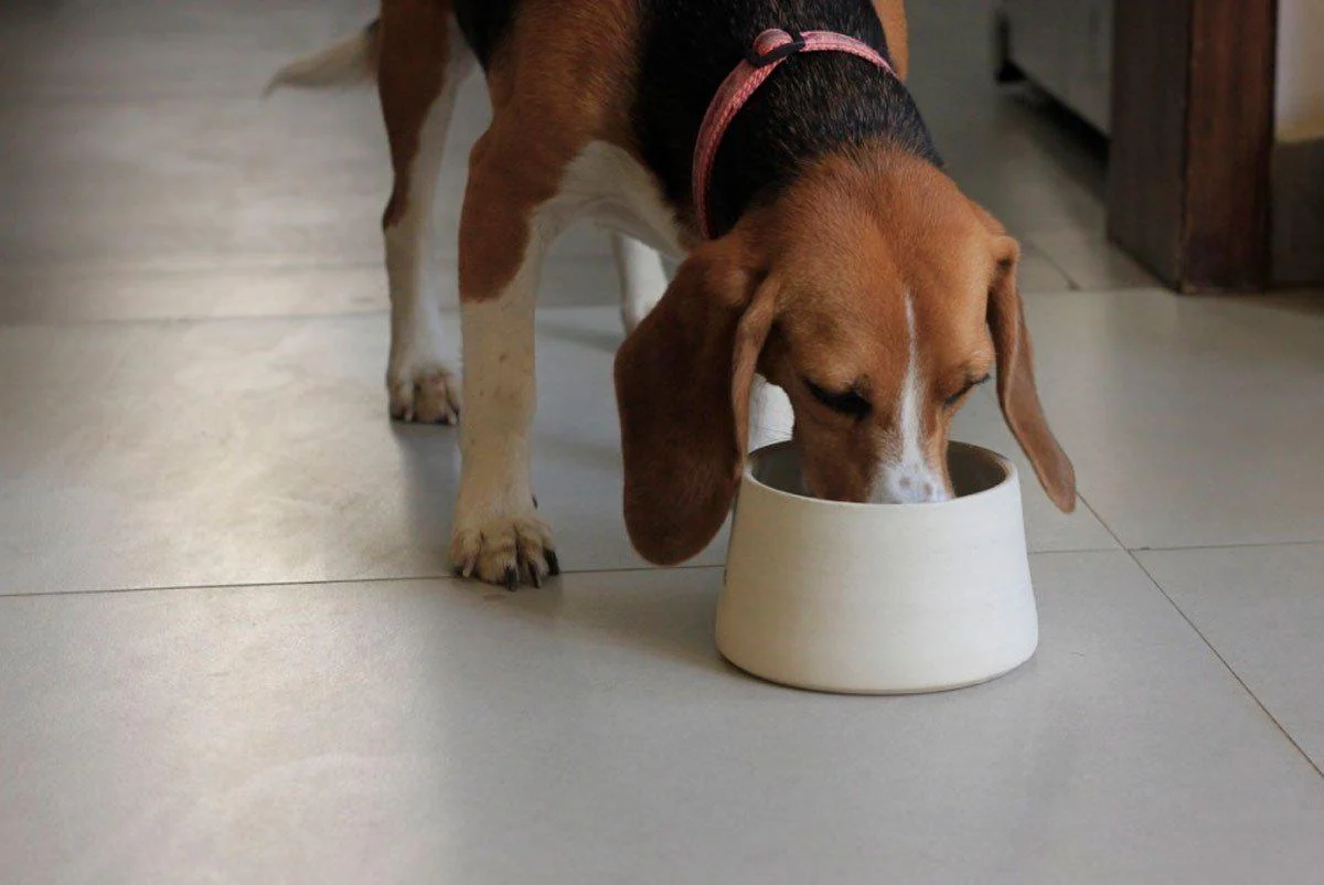 Happy Stoneware Dog Bowl - Image 6