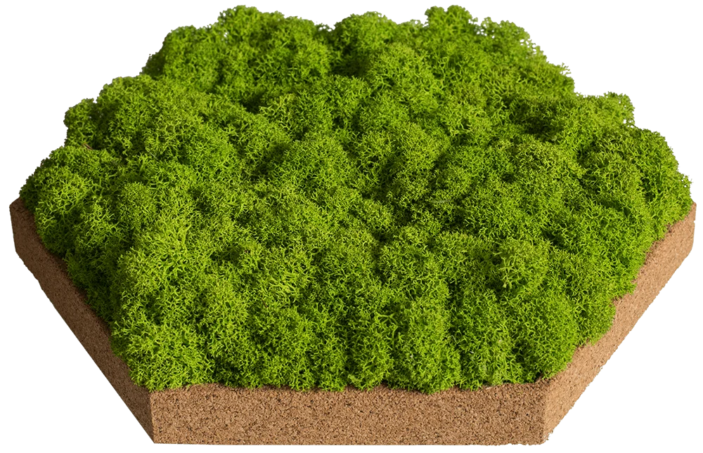 Cork Hexagons Moss Wall Art (Set of 25 Moss Panel) - Image 12