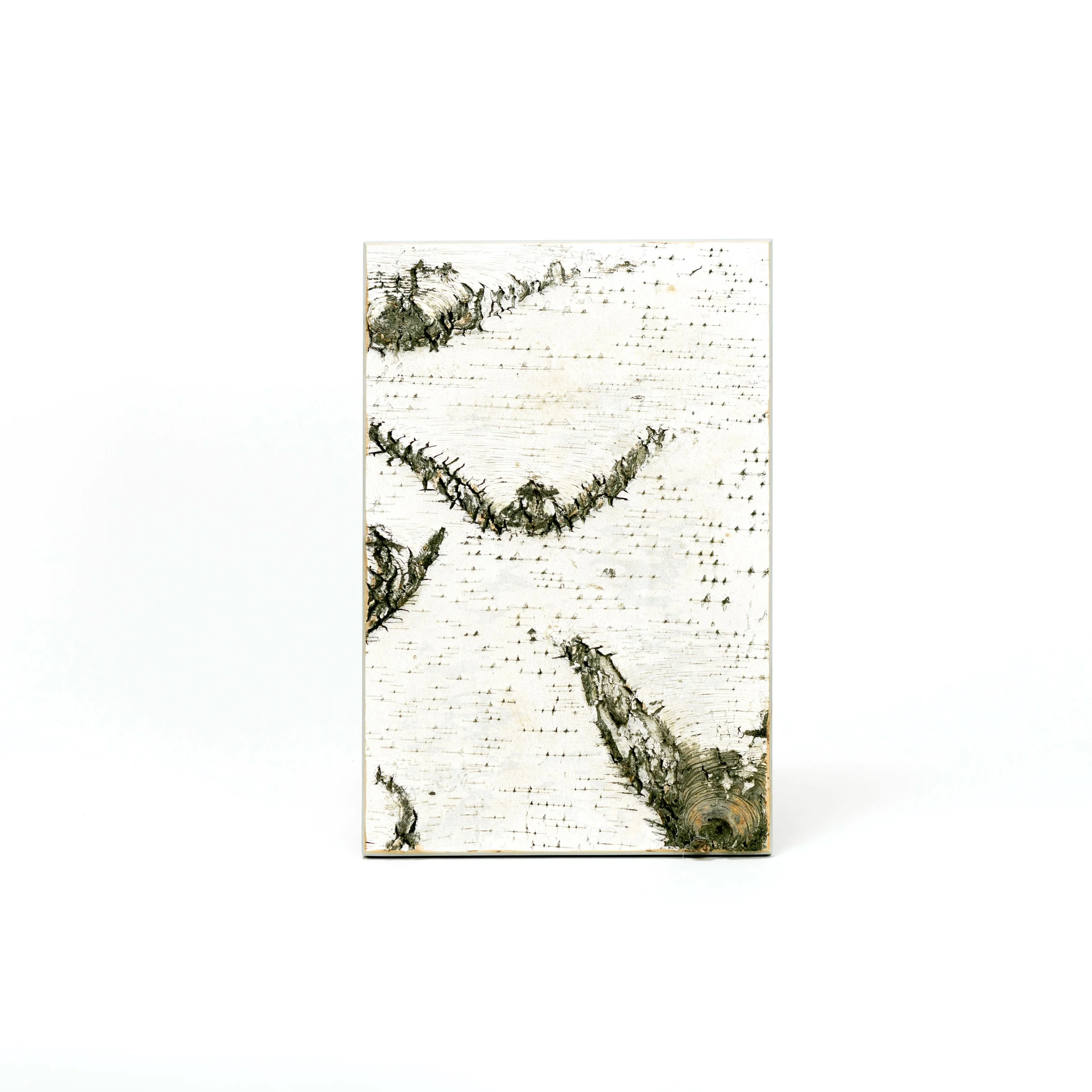 Moya Seina Birch Bark Wall Panel