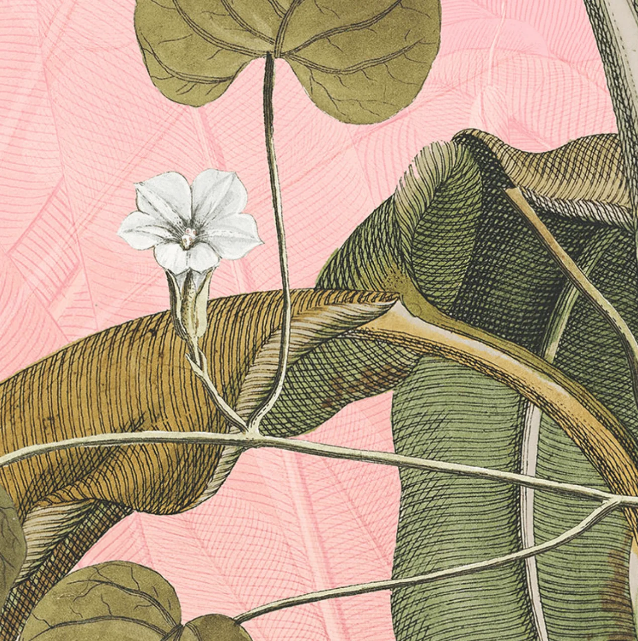 Musa Paradis Circle Wallpaper (Self-Adhesive) - Image 5