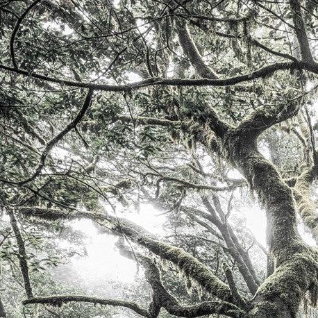 Mystic Tree Mural Wallpaper - Image 4