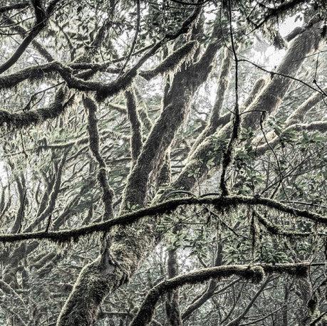 Mystic Tree Mural Wallpaper - Image 6