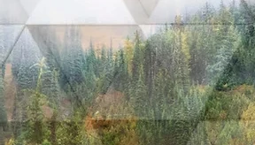 Dimensional Forest Mural Wallpaper - Image 3