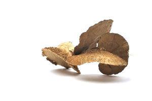 Italian Natural Mushroom Bouquet - Image 3