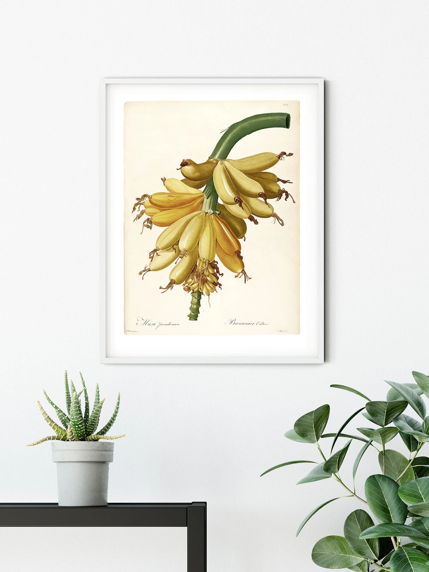 Plantains Art Poster - Image 5