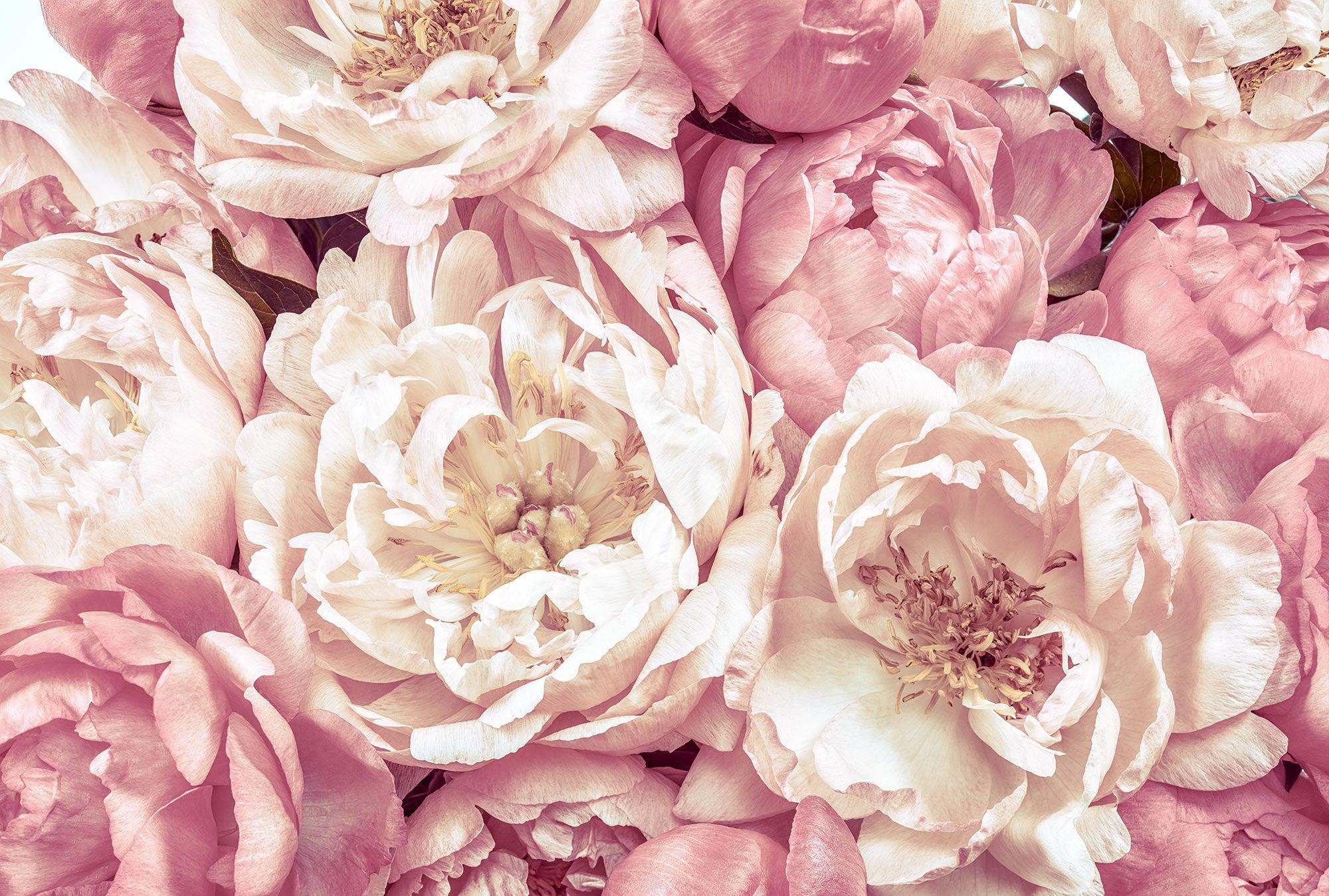 Peonies Mural Wallpaper - Image 2