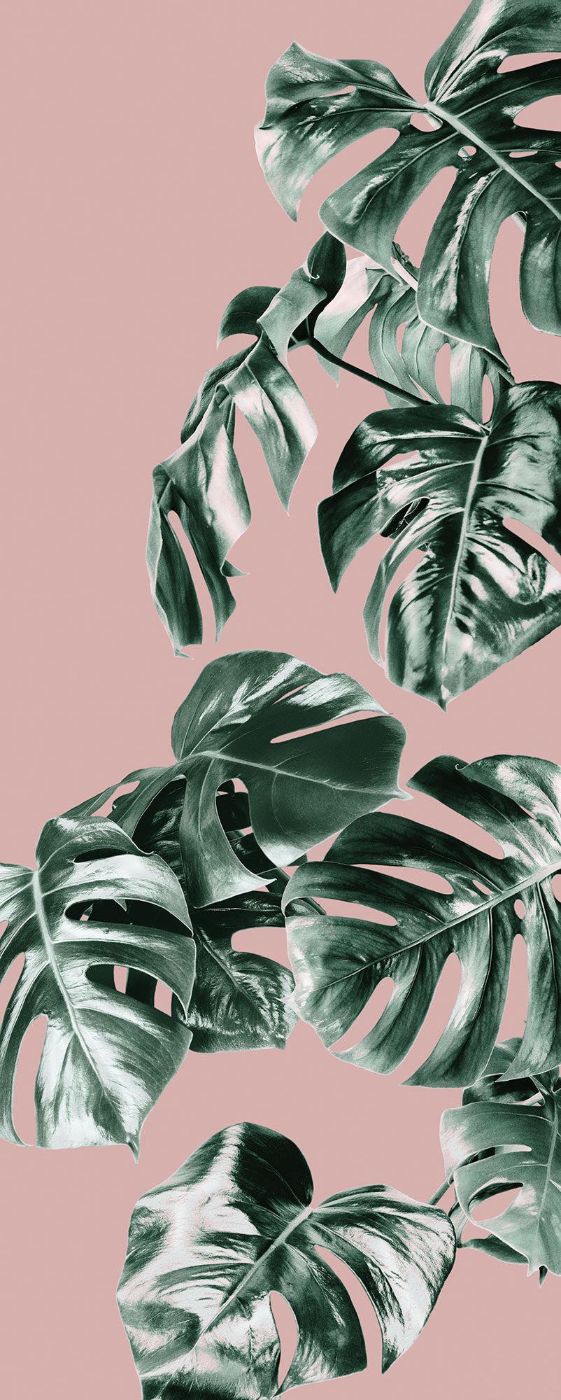 Pink Monstera Mural Wallpaper - Image 6