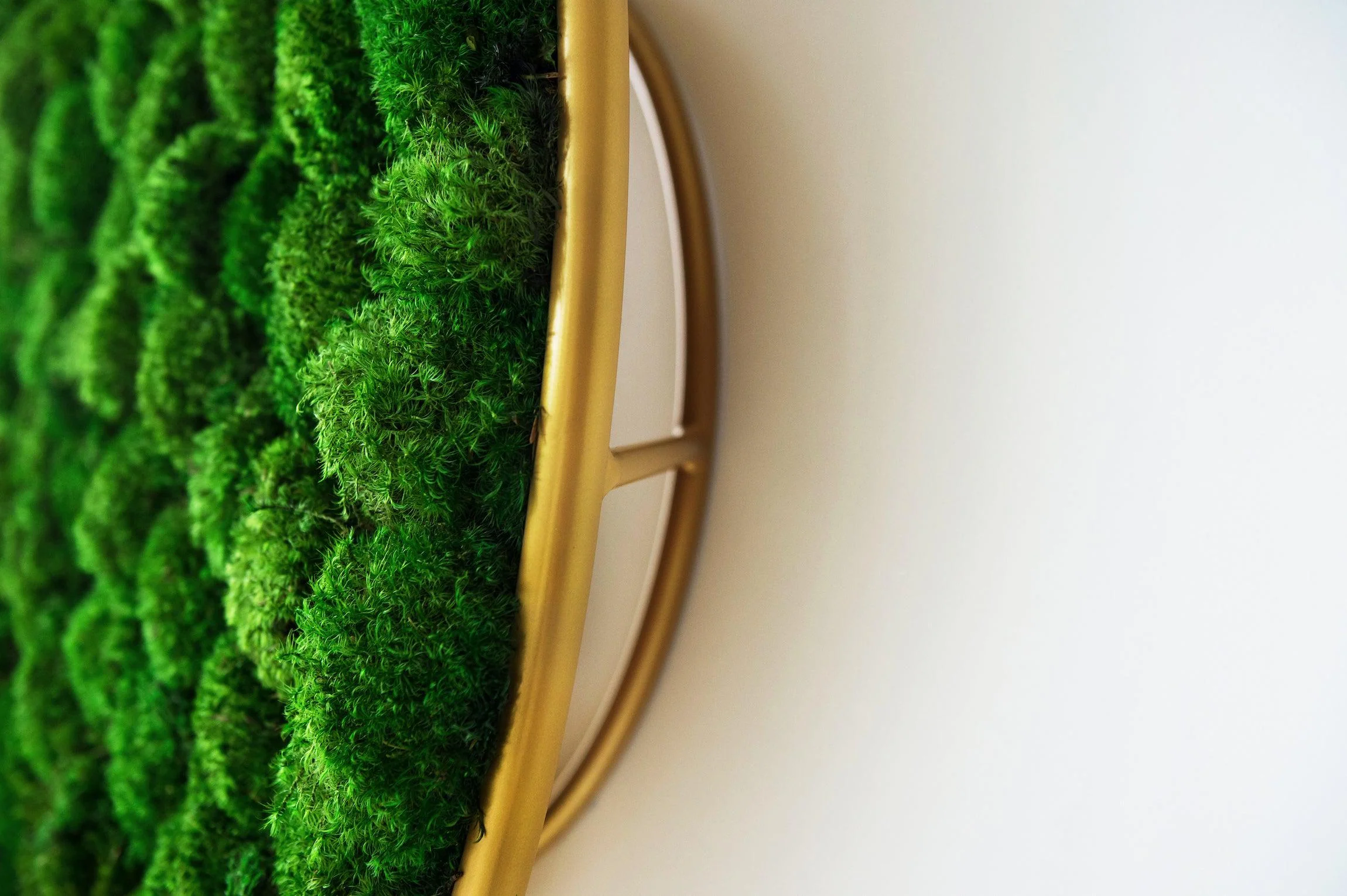 Circles Plant and Moss Wall Art - Image 6