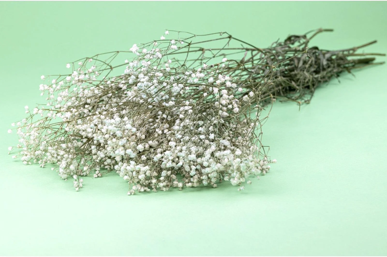 Italian Natural Preserved Gysophila Bouquet - Image 4