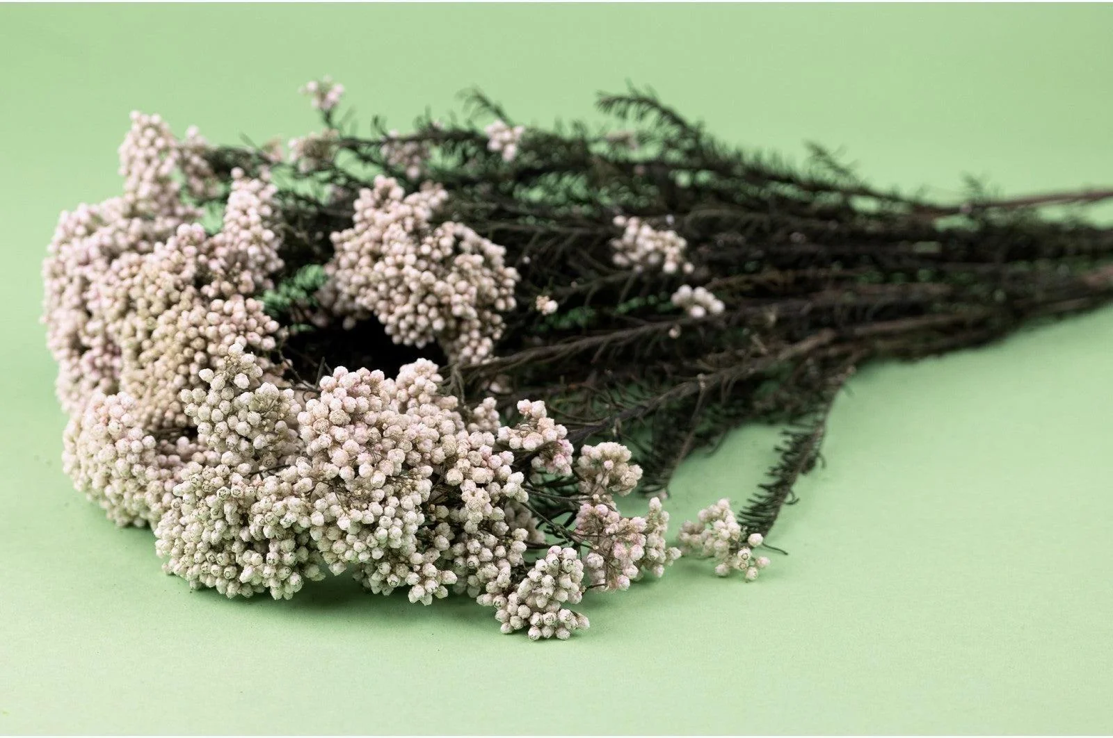 Spanish White Preserved Rice Flowers Bouquet - Image 2