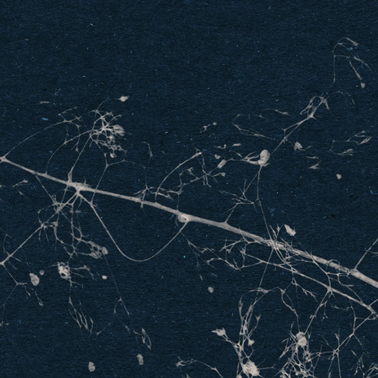 Branch Circle Wall Art (Self-Adhesive) - Image 6