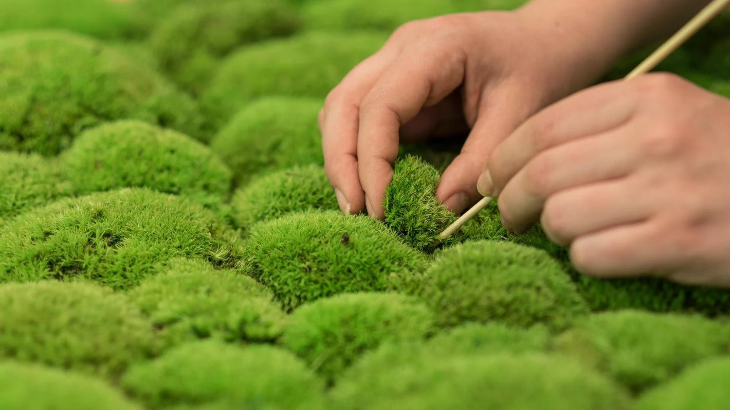 Green Circle Decorative Moss Wall Art - Image 16