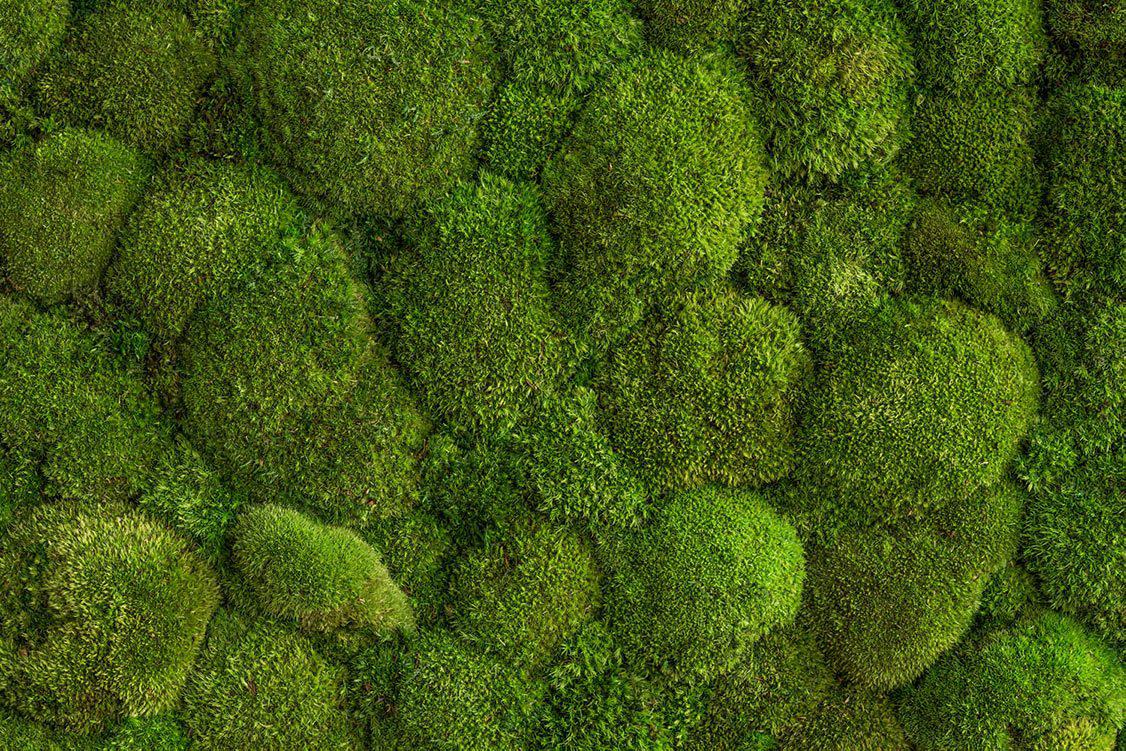 Green Circle Decorative Moss Wall Art - Image 17