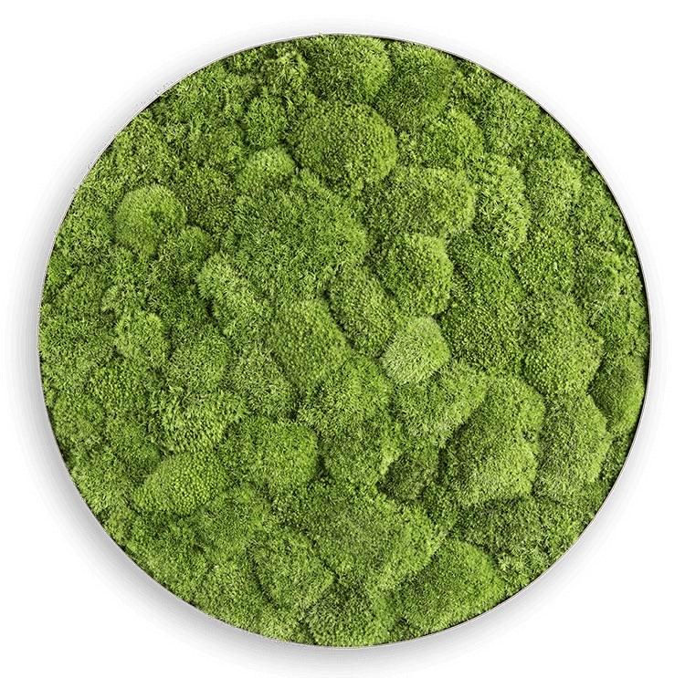 Green Circle Decorative Moss Wall Art - Image 19