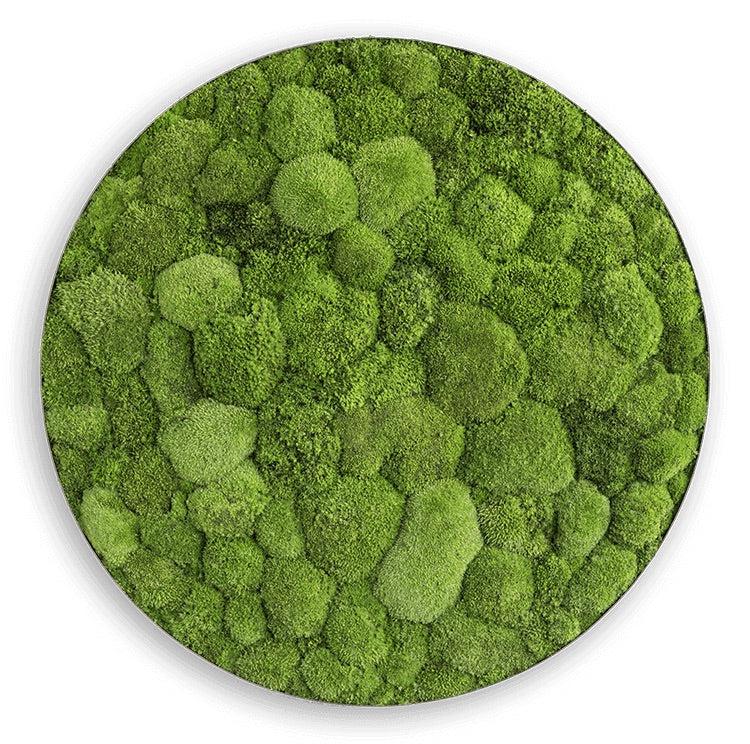 Green Circle Decorative Moss Wall Art - Image 7