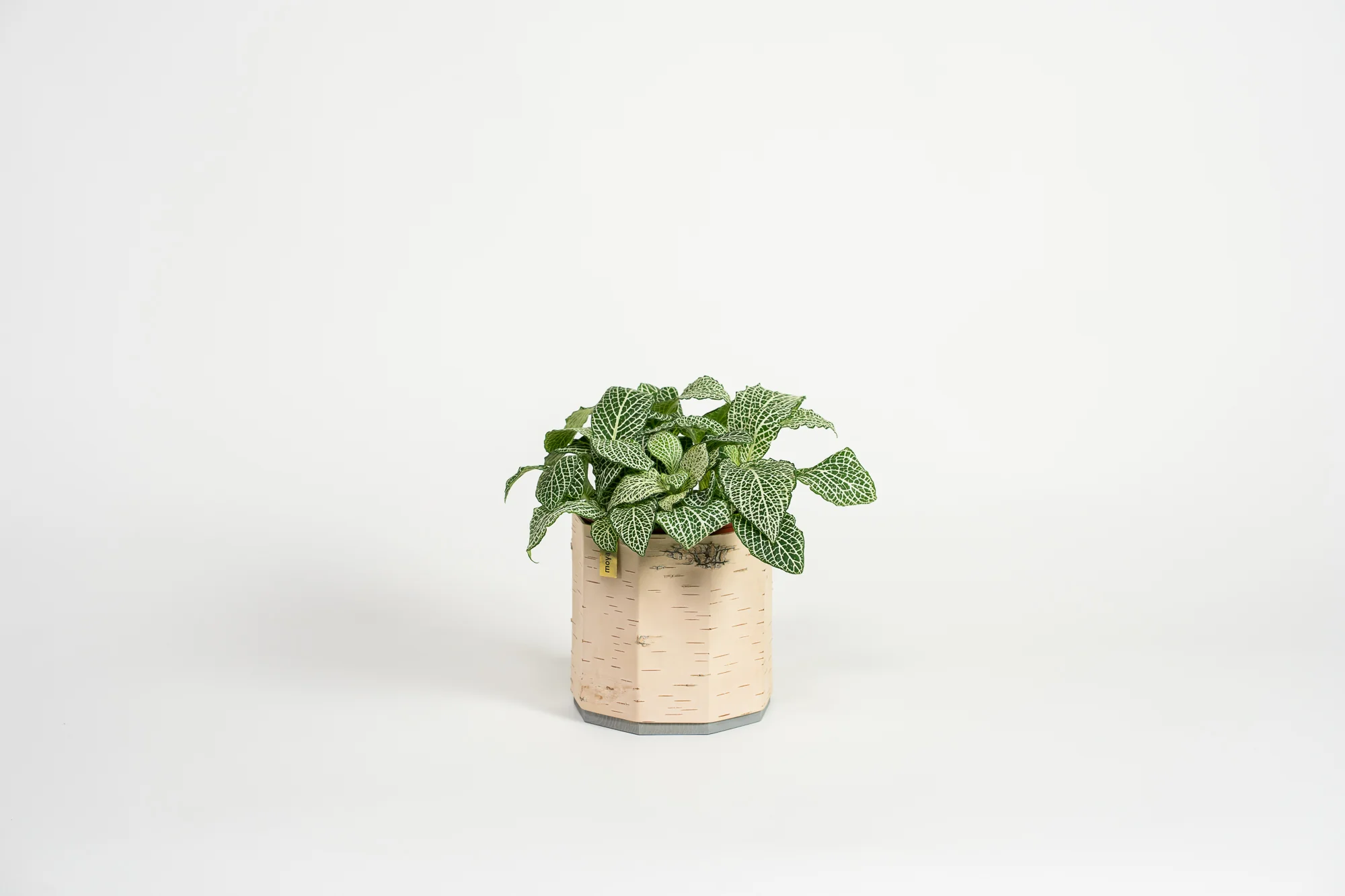 Tara Kesk Birch Bark Planters - Image 13