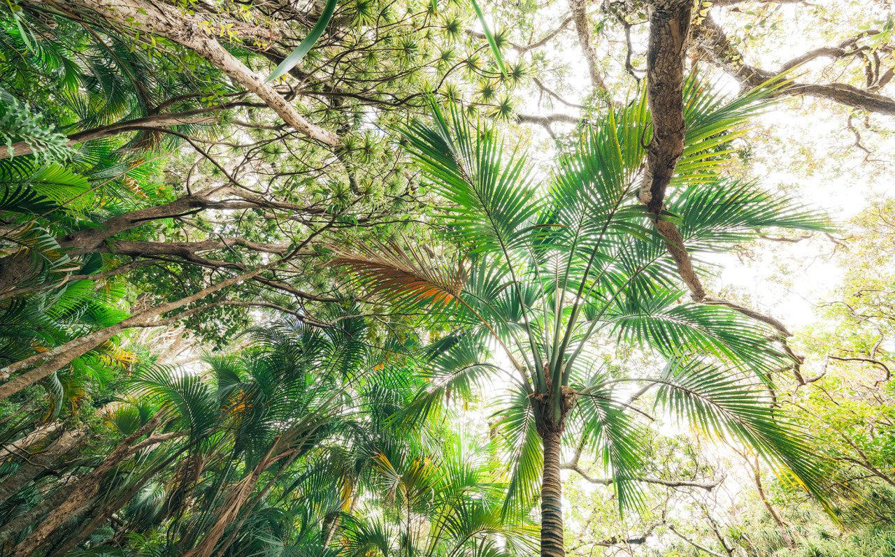 Touch the Jungle Mural Wallpaper - Image 2