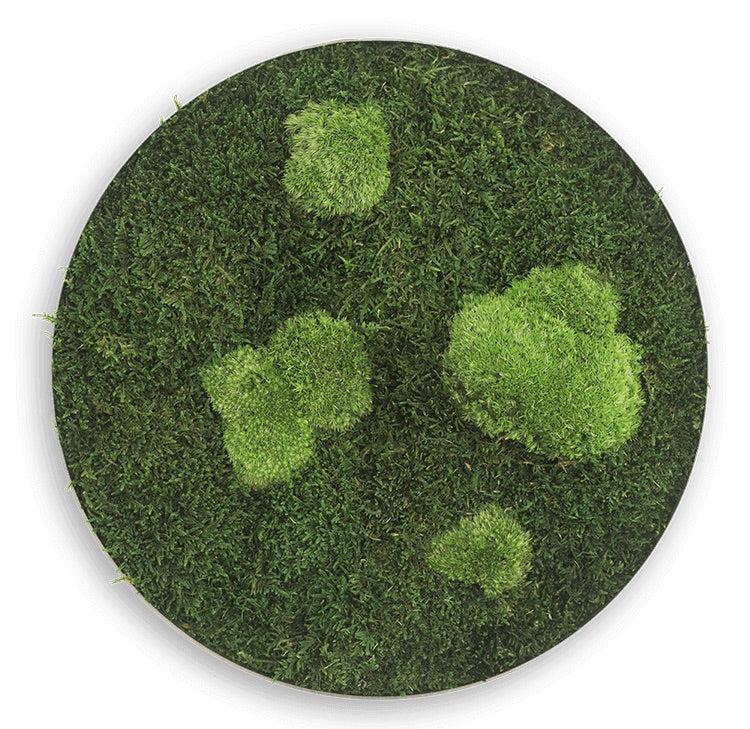 Circle Forest Bun Moss Wall Art - Image 8