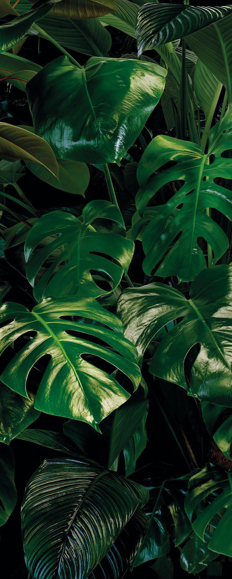 Tropical Wall Mural Wallpaper - Image 6